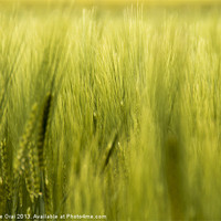 Buy canvas prints of In the Wheatfield by Michelle Orai
