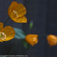 Buy canvas prints of Little Welsh Poppies by Michelle Orai