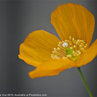 Buy canvas prints of Solitary Poppy by Michelle Orai
