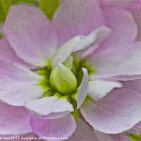 Buy canvas prints of Scented Stock by Michelle Orai