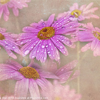 Buy canvas prints of Daisy Droplets by Michelle Orai