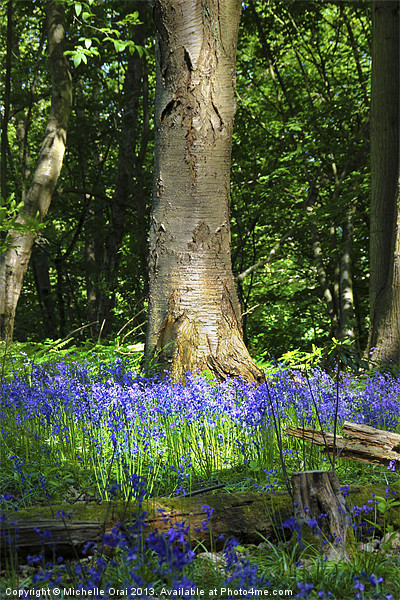 Bluebell Woods Picture Board by Michelle Orai
