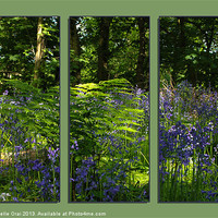 Buy canvas prints of Bluebell Triptych 1 by Michelle Orai