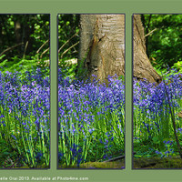 Buy canvas prints of Bluebell Triptych 2 by Michelle Orai