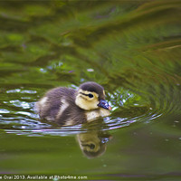 Buy canvas prints of Not so ugly duckling by Michelle Orai