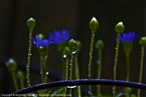 Little Flower Buds in rain Picture Board by Michelle Orai