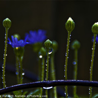 Buy canvas prints of Little Flower Buds in rain by Michelle Orai