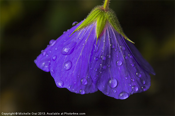 Bowing in the Rain Picture Board by Michelle Orai