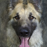 Buy canvas prints of German Shepherd Dog by Michelle Orai