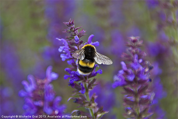 Bumble Bee on lavender Picture Board by Michelle Orai