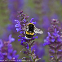 Buy canvas prints of Bumble Bee on lavender by Michelle Orai