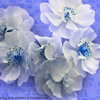 Buy canvas prints of Blue Posy by Michelle Orai