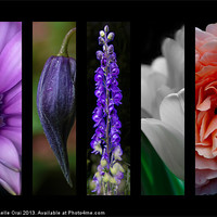 Buy canvas prints of Montage Floral by Michelle Orai