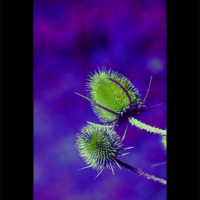 Buy canvas prints of Green and Purple Teasel by Michelle Orai