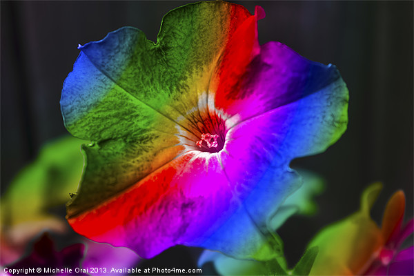 Rainbow Petunia Picture Board by Michelle Orai