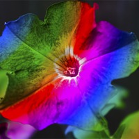 Buy canvas prints of Rainbow Petunia by Michelle Orai
