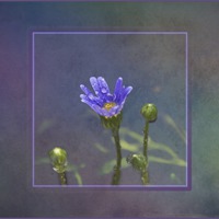 Buy canvas prints of Little blue flower with raindrops by Michelle Orai