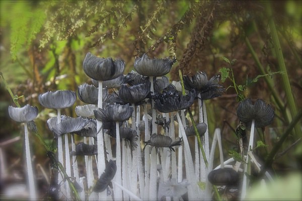 Woodland Funghi Picture Board by Michelle Orai