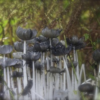 Buy canvas prints of Woodland Funghi by Michelle Orai