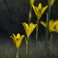 Buy canvas prints of Tiny Yellow Flowers by Michelle Orai