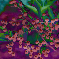 Buy canvas prints of Elderberry Mash by Michelle Orai