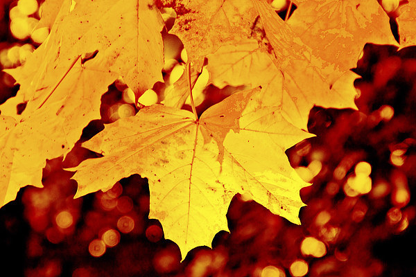 Autumn Leaf Picture Board by Michelle Orai