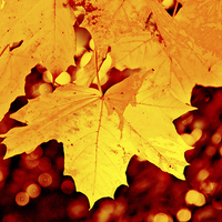 Buy canvas prints of Autumn Leaf by Michelle Orai
