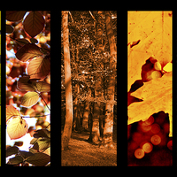Buy canvas prints of Colours of Autumn by Michelle Orai