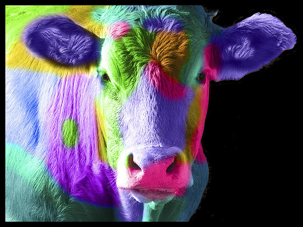 Colourful Cow Picture Board by Michelle Orai
