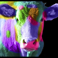 Buy canvas prints of Colourful Cow by Michelle Orai