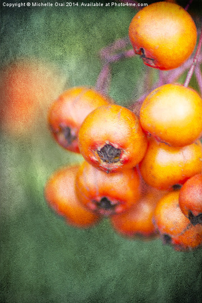 Orange Winter Berries Picture Board by Michelle Orai
