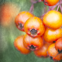 Buy canvas prints of Orange Winter Berries by Michelle Orai