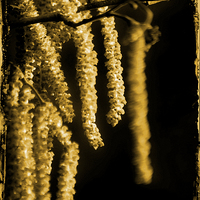 Buy canvas prints of Winter Catkins by Michelle Orai