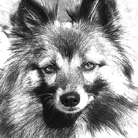 Buy canvas prints of Black and White Finnish Spitz by Michelle Orai