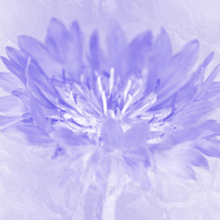 Buy canvas prints of Pastel Purple by Michelle Orai