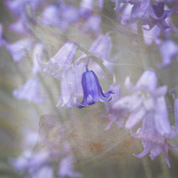 Buy canvas prints of Perfect Bluebell by Michelle Orai