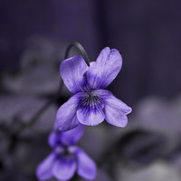 Buy canvas prints of Tiny Violet by Michelle Orai