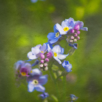 Buy canvas prints of Forget me not by Michelle Orai