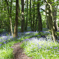 Buy canvas prints of Bluebell Panorama by Michelle Orai