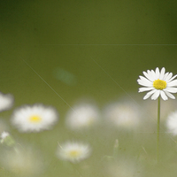 Buy canvas prints of Daisy in sunlight by Michelle Orai