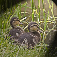 Buy canvas prints of Two Little Ducklings by Michelle Orai