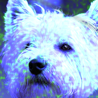 Buy canvas prints of  Totally Cool Westie by Michelle Orai