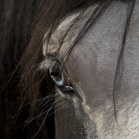 Buy canvas prints of  Blue eyed horse by Michelle Orai