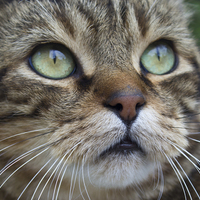 Buy canvas prints of  Tabby by Michelle Orai