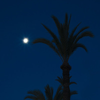 Buy canvas prints of  The Palm and The Moon by Michelle Orai