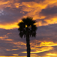 Buy canvas prints of Palm Tree sunset by Michelle Orai