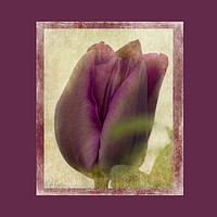 Buy canvas prints of Deep Purple Tulip by Michelle Orai
