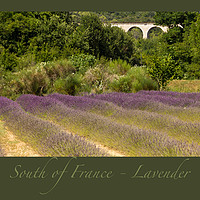 Buy canvas prints of South of France Lavender by Michelle Orai