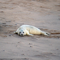 Buy canvas prints of grey seal pup by dennis brown