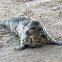 Buy canvas prints of grey seal - female by dennis brown